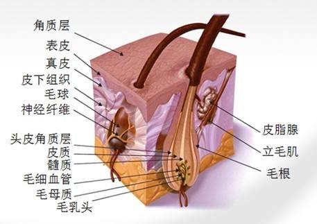 头皮毛孔堵塞会导致白发吗